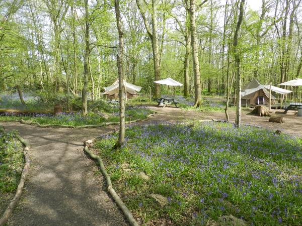 High Weald eco forest camping, England