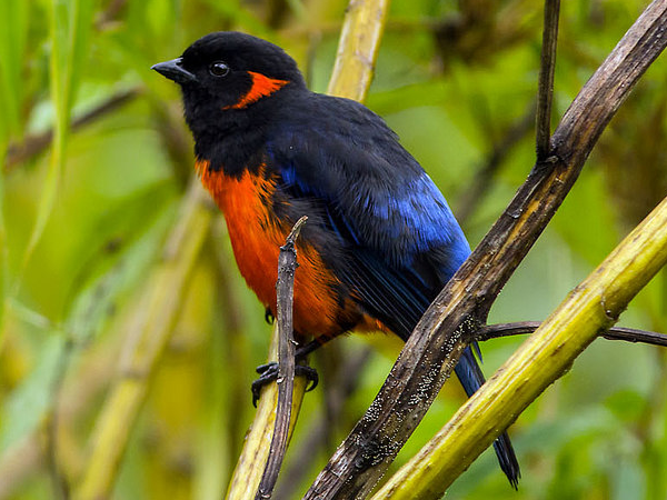 Peru bird watching holiday