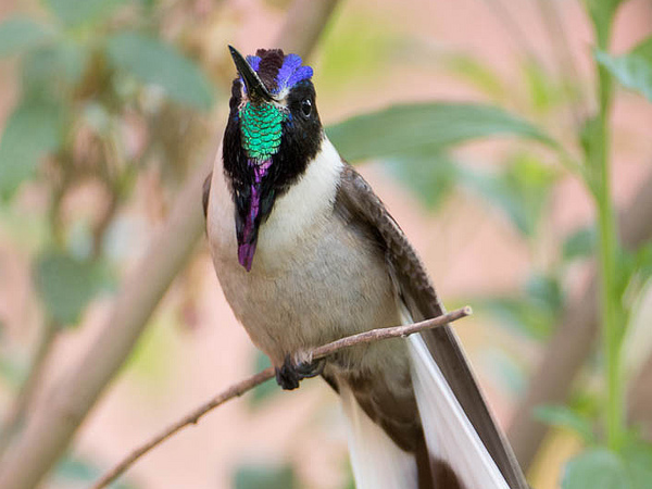 Peru bird watching holiday