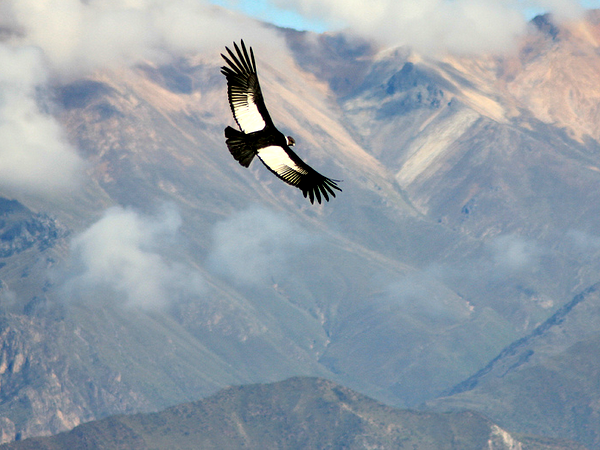Peru bird watching holiday