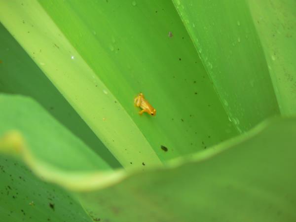 Jungle trekking holiday in Guyana