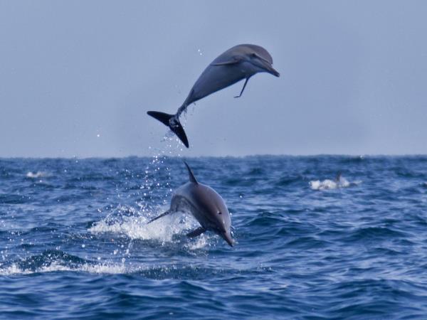 Holiday in Oman, Bedouin and fjords of Musandam