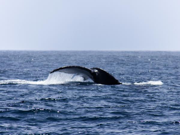 Holiday in Oman, Bedouin and fjords of Musandam