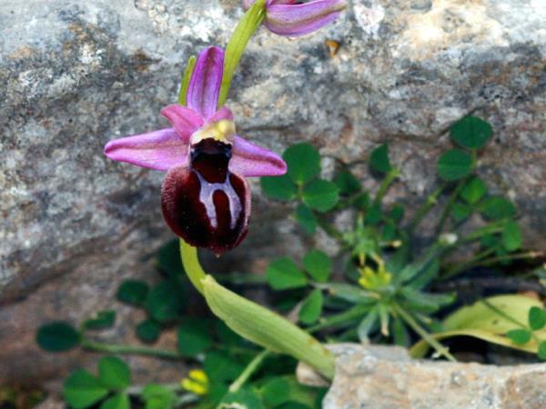 Karpathos and Rhodos walking & cultural holiday, Greece