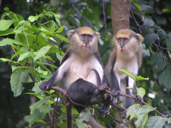 Cultural history holiday in Ghana
