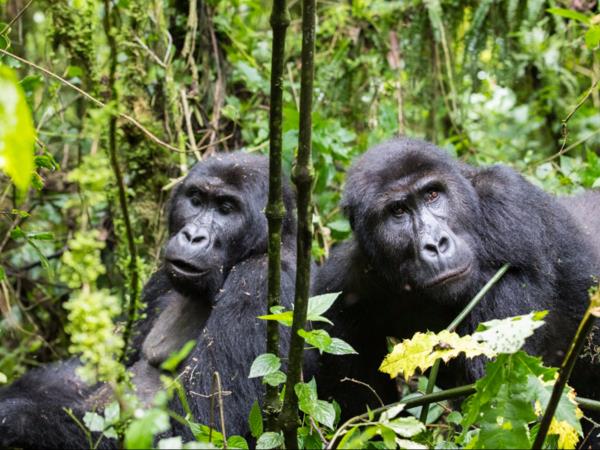 Gorilla safari in the DR Congo