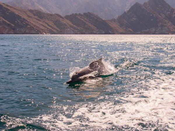 Holiday in Oman, Bedouin and fjords of Musandam