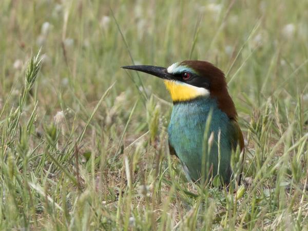 Birdwatching holiday in Greece