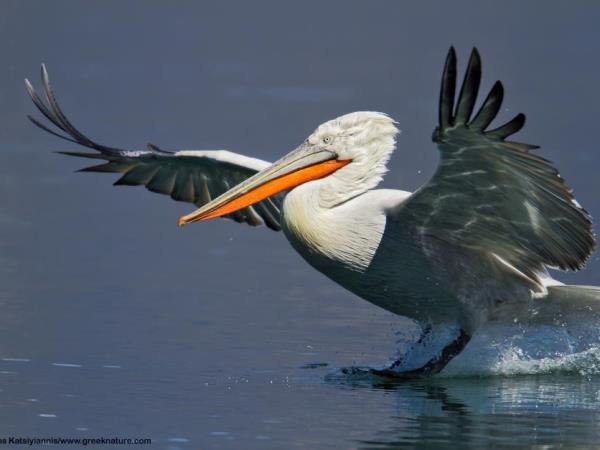 Birdwatching holiday in Greece