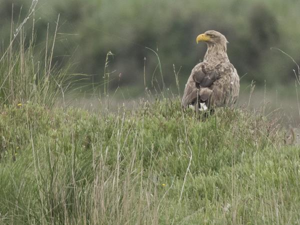 Birdwatching holiday in Greece