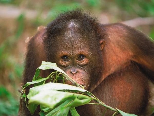 Borneo wilderness adventure holiday