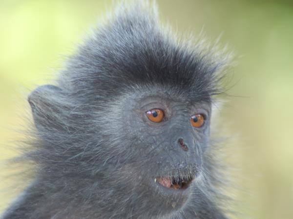 Borneo wilderness adventure holiday