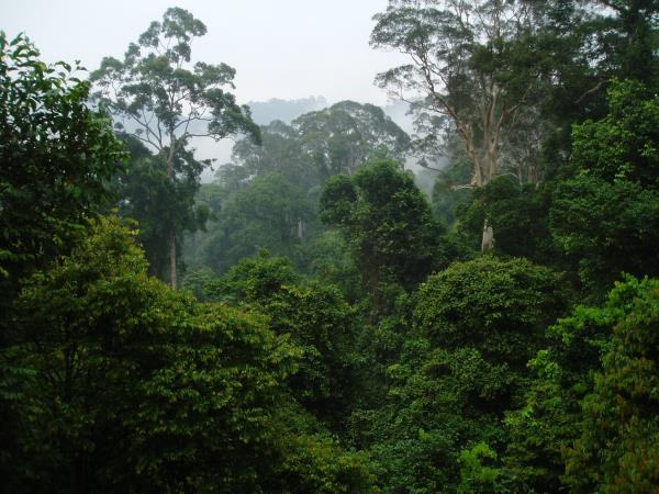 Borneo wilderness adventure holiday