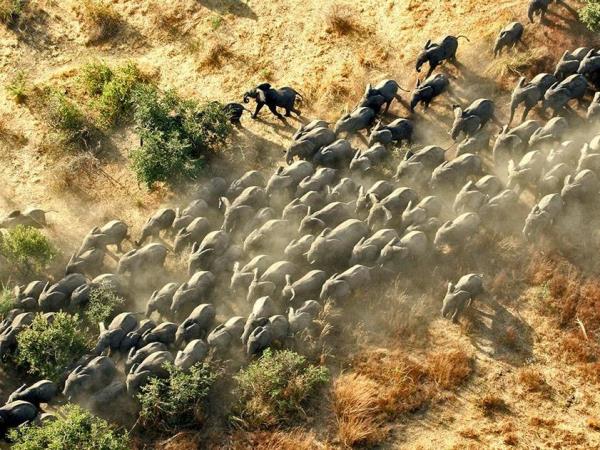 Chad tour, Discover Zakouma