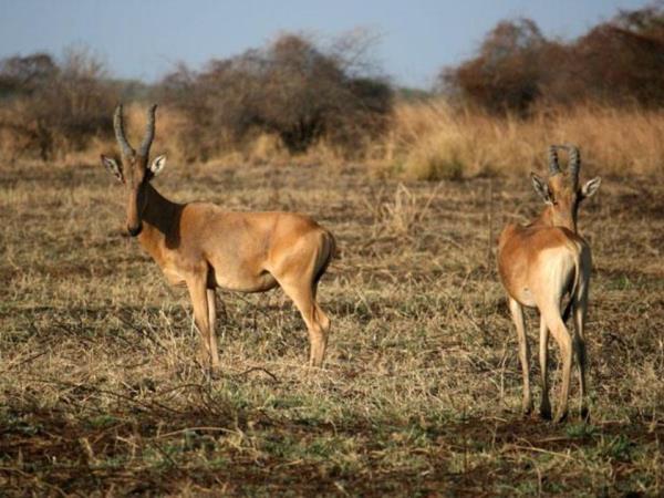 Chad tour, Discover Zakouma