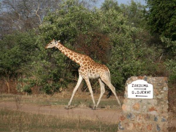 Chad tour, Discover Zakouma