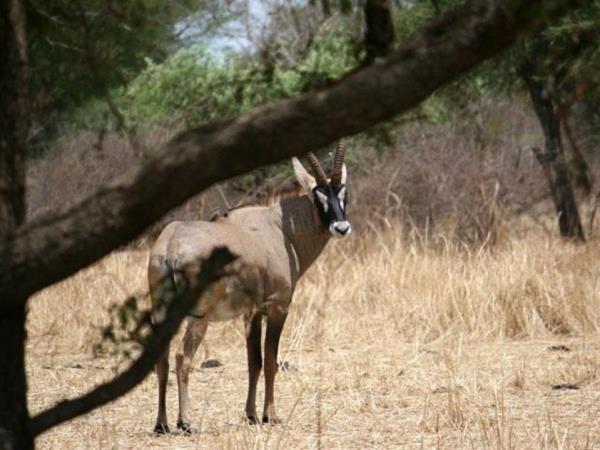 Chad tour, Discover Zakouma