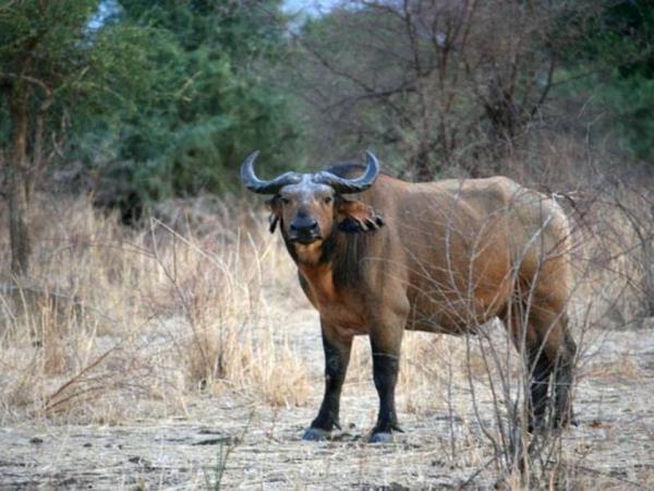 Chad tour, Discover Zakouma