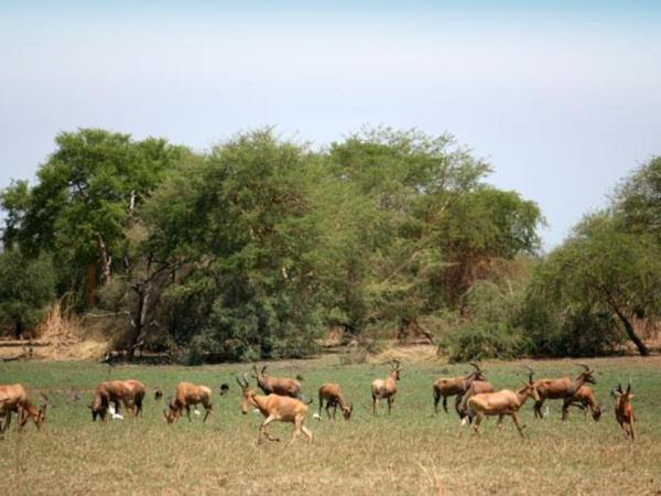 Chad tour, Discover Zakouma