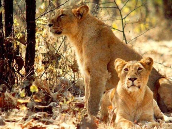 India big cats safari, lions and tigers