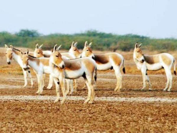 India big cats safari, lions and tigers