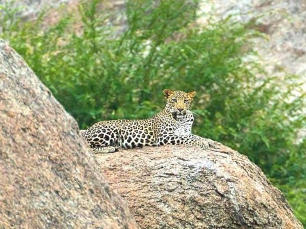 India big cats safari, lions and tigers