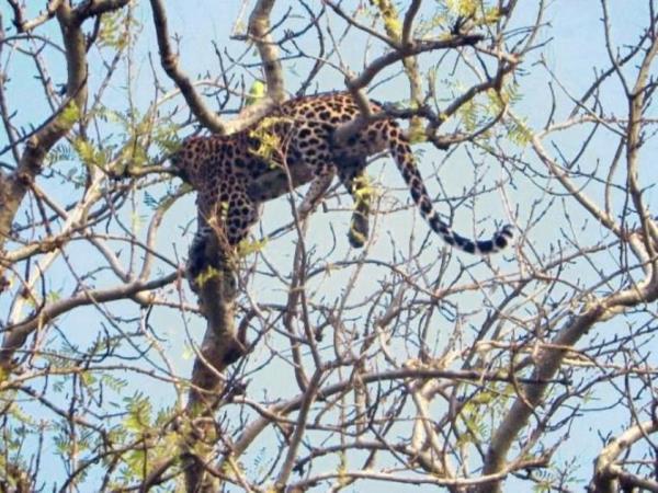 India big cats safari, lions and tigers