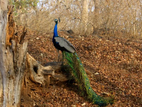 History, culture & wildlife of India holiday