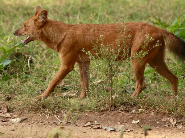 History, culture & wildlife of India holiday