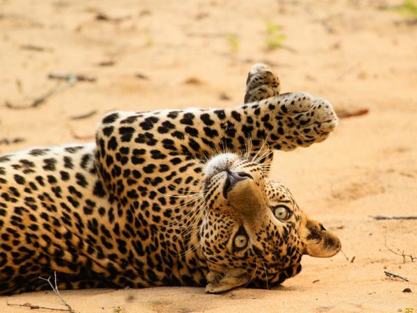 Sri Lanka tailor made tours
