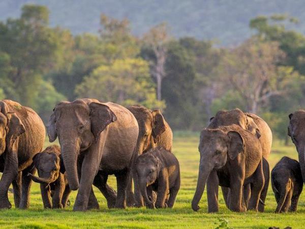Sri Lanka tailor made tours