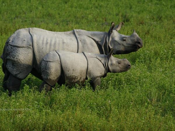 Tigers and rhinos tours in India