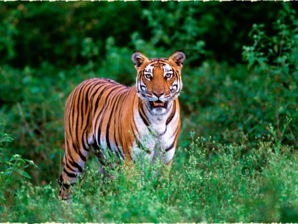 Kerala classic 14 day tour