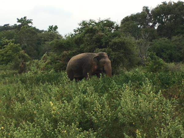 Culture and history tour of Sri Lanka