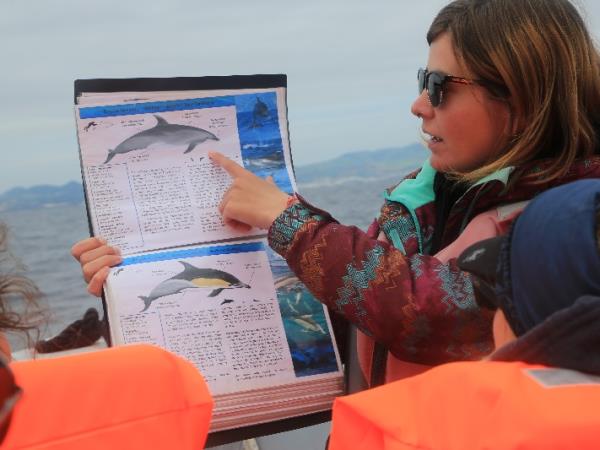 Azores family adventure holiday, whales and dolphins