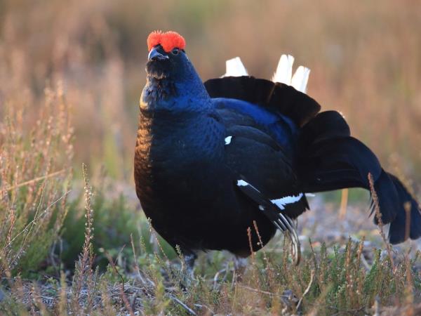 Baltic Flyway bird watching holiday in Lithuania