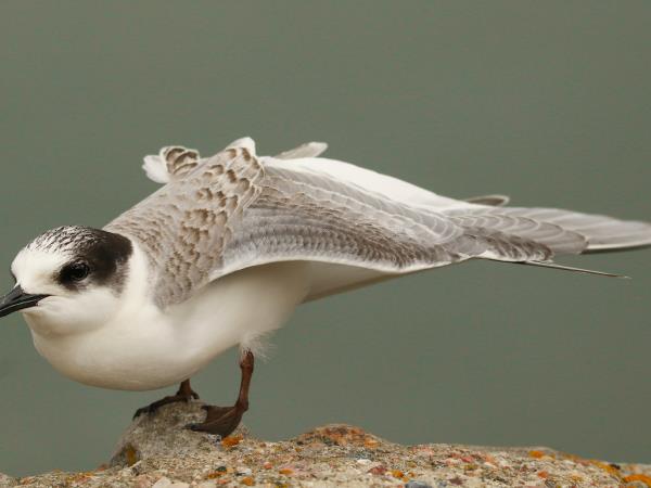 Baltic Flyway bird watching holiday in Lithuania