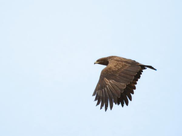 Baltic Flyway bird watching holiday in Lithuania