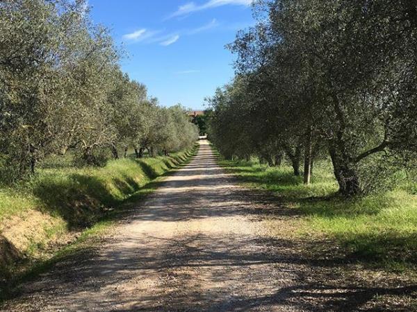 Short break pasta making & Italian food holiday, Tuscany
