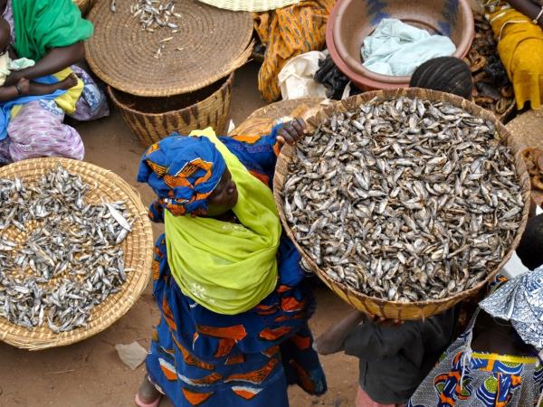 Mali tour, Mud Mosques and the Dogon