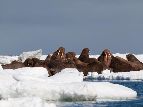 Chukotka and Wrangel Island cruise, Russia