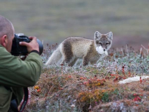 Chukotka and Wrangel Island wildlife cruises, Russia