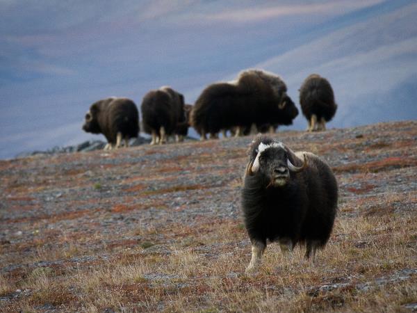 Chukotka and Wrangel Island wildlife cruises, Russia