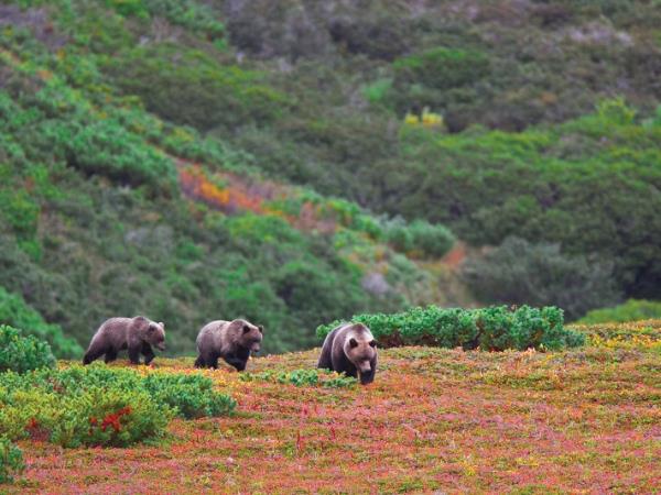 Kamchatka and Chukotka wildlife cruises, Russia
