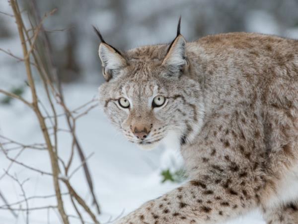 Lynx watching and Northern Lights in Swedish Lapland