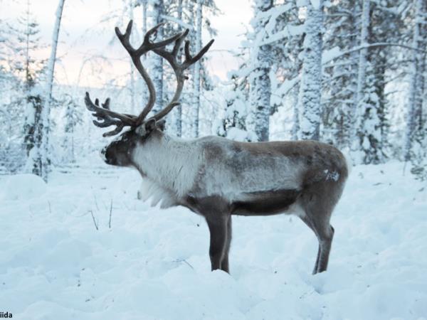 Lynx watching and Northern Lights in Swedish Lapland