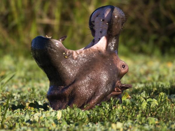 Uganda fishing trip