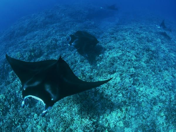 Dive in Komodo and Flores Land Adventure