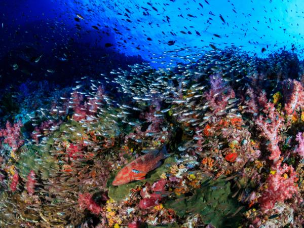 Dive in Komodo and Flores Land Adventure