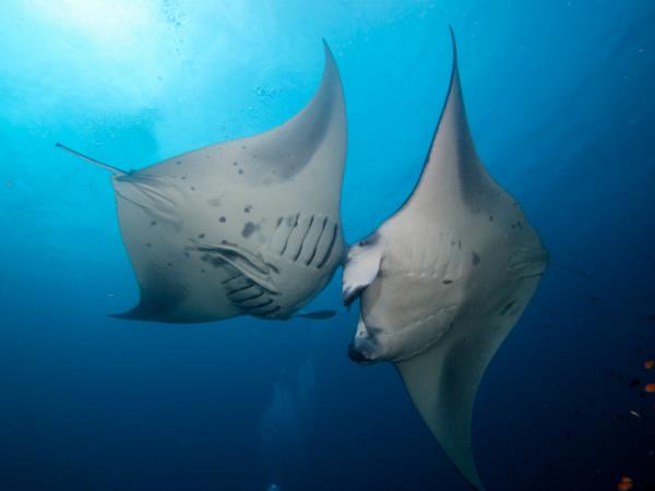 Raja Ampat diving holiday, plus Java tour, Indonesia